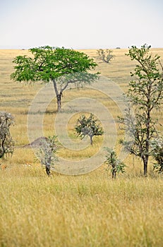 Africa landscape, Serengeti National Park