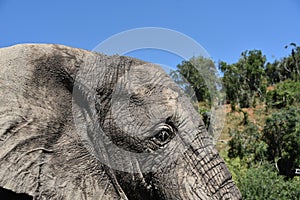 Africa- Large Format Extreme Close Up Portrait of Wild Elephant