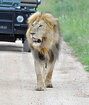 Africa Lion