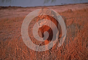 Africa-Lion