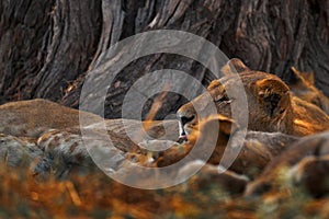 Africa lion, male. Botswana wildlife. Lion, fire burned destroyed savannah. Animal in fire burnt place, lion lying in the black