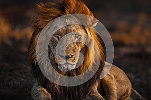 Africa lion, male. Botswana wildlife. Lion, fire burned destroyed savannah. Animal in fire burnt place, lion lying in the black