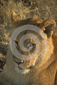 Africa Lion (Panthera leo)