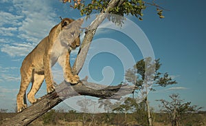 Africa Lion (Panthera leo)