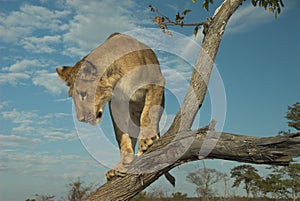 Africa Lion (Panthera leo)