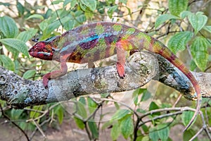 Africa: Madagascar panther chameleon Furcifer pardalis, stealthily blending in