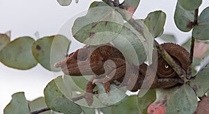 Africa: Madagascar Short-horned chameleon Calumma brevicorne, in a eucalyptus