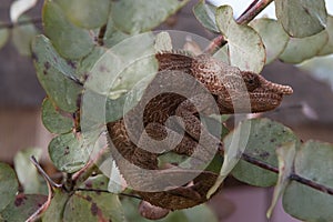 Africa: Madagascar Short-horned chameleon, Calumma brevicorne, in a eucalyptus tree