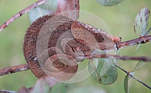 Africa: Madagascar Short-horned chameleon Calumma brevicorne, morning dew