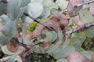 Africa: Madagascar Short-horned chameleon, Calumma brevicorne, in a tree