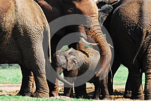 Africa- A Mother Elephant Protecting Her Calf With Her Trunk