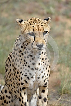 Africa. Namibia. Cheetah