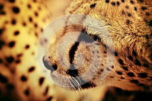 Africa. Namibia. Cheetah