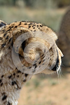 Africa. Namibia. Cheetah