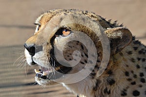 Africa. Namibia. Cheetah