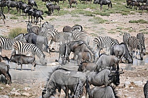 Africa- Namibia- Large Herds of Zebra and Wildebeest Gathered at a Waterhole