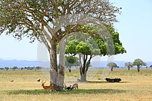 Africa National Park savanna landscape with antelopes, buffaloes