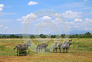 Africa National Park savanna landscape with zebras