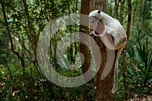 Africa nature. Coquerel's sifaka, Propithecus coquereli, Ankarafantsika NP. Monkey in habitat. Wild