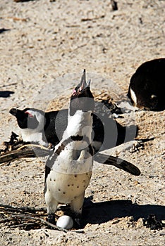 Africa- Penguin Braying to Mark Territory While Tending an Egg