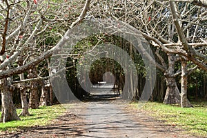 Africa, picturesque village of Mont Choisy in Mauritius