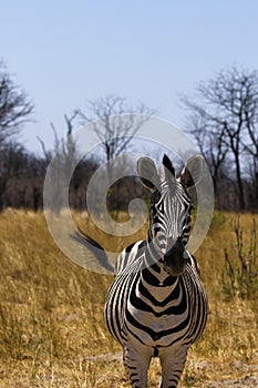 Beautiful Burchell`s Zebra on the African Plains