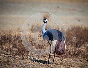 Africa Royal crane