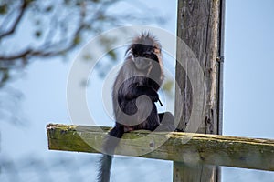 Africa\'s Canopy Luminary - Grey-Cheeked Mangabey (Lophocebus albigena)