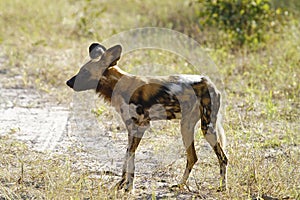 Africa's Wild Hunting Dog: Painted Wolf