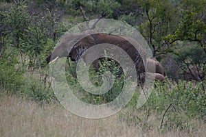 Elephant safari photo