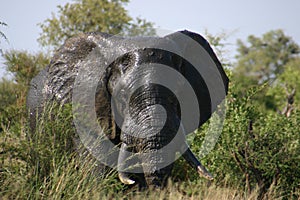 Elephant big and bold photo