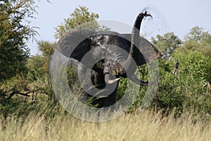 Elephant angry trumpet photo