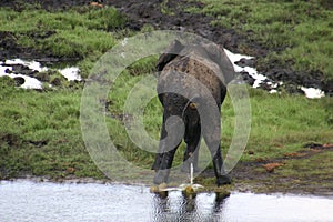 Elephant peeing photo