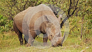 Africa Safari Animal Rhino in Masai Mara North Conservancy grazing amongst wilderness 146 feeding