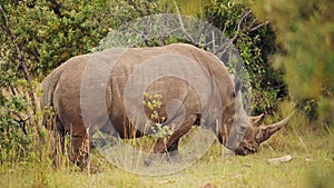 Africa Safari Animal Rhino in Masai Mara North Conservancy grazing amongst wilderness 146 feeding