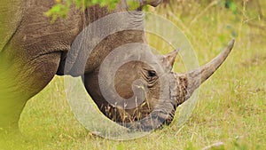 Africa Safari Animal Rhino in Masai Mara North Conservancy grazing amongst wilderness 146 feeding