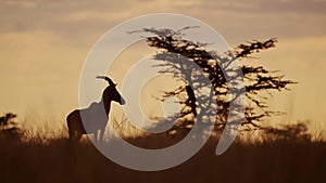 Africa Safari Animals in Masai Mara North Conservancy,Topi in African Wildlife in Maasai Mara Nation