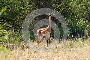 Africa, Samburu National Reserve, Female Gerenuk Litocranius Walleri