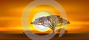 Africa savannah at sunset background