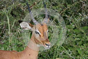 Africa, serengeti close-up impale photo