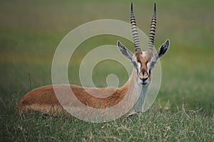 Africa Serengeti Impale close-up