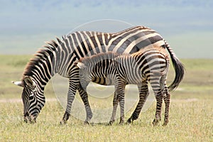 Africa Serengeti mother and baby of zebre