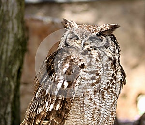 Africa Spotted Eagle Owl with Closed Eyes