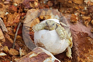 Africa spurred tortoise being born,baby tortoise hatching