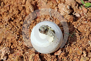 Africa spurred tortoise being born,Tortoise Hatching from Egg