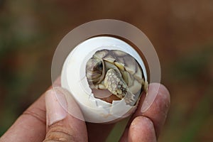 Africa spurred tortoise being born,Tortoise Hatching from Egg