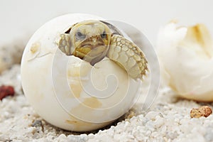 Africa spurred tortoise are born naturally,Tortoise Hatching from Egg