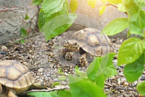 Africa spurred tortoise sunbathe on ground with his protective shell