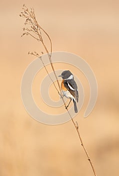 Africa Stonechat on twig