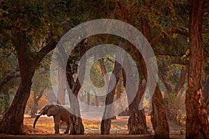 Africa sunset. Elephant and big trees. Elephant at Mana Pools NP, Zimbabwe in Africa. Big animal in the old forest. Evening light